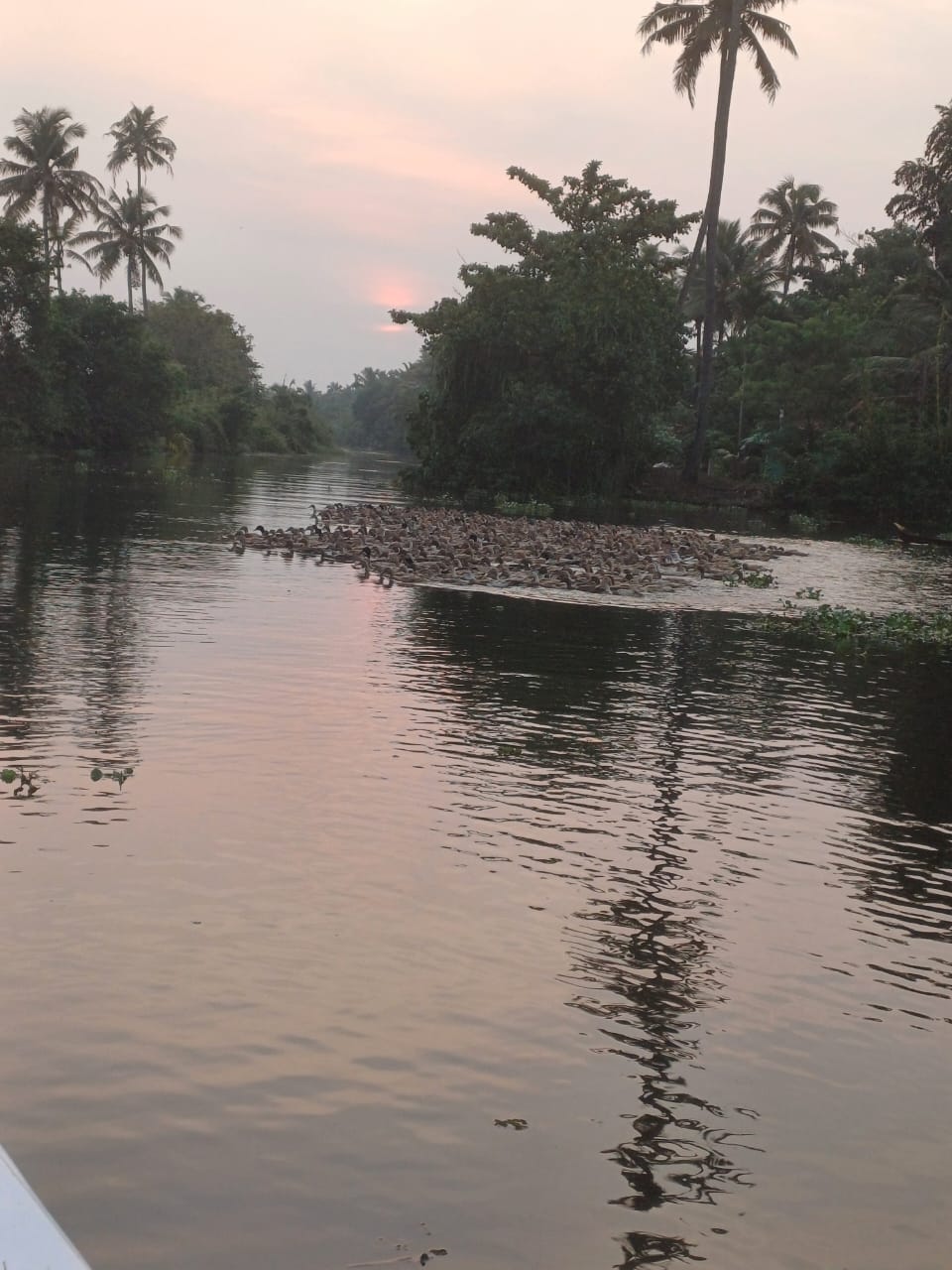 Coconut groves along Meenachil river
